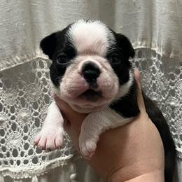 Spot - Black brindle and white male Boston Terrier puppy in Powell, Tennessee from KP Pugs & Boston Terriers