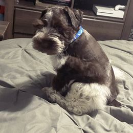 Jasper - Miniature Schnauzer