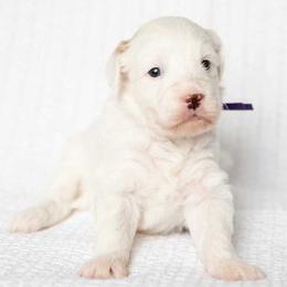 Sundae - Parti female Goldendoodle puppy in Meridian, Idaho from Country Club Doodles