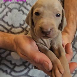 Pink Collar - Silver gray female Weimaraner puppy in Indiana from So-IN Weimaraner's