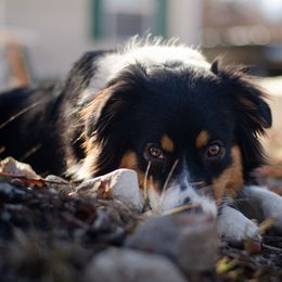 Kaya - Australian Shepherd