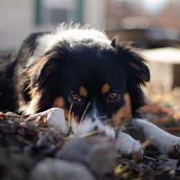 Kaya - Australian Shepherd