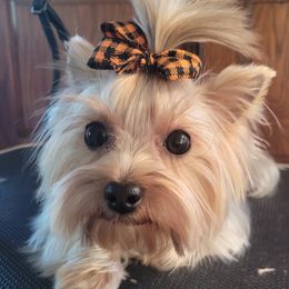 Whiskey woo - Yorkshire Terrier