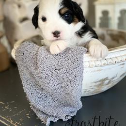 Frostbite - Tri-color male Bernedoodle puppy in Henry, Illinois from Rowe Farms Doodles