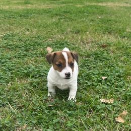 Female - Tri-color female Jack Russell Terrier puppy in Bedias, Texas from JBar Jacks