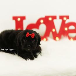 Reign (Red Collar) - Black male Cavapoo puppy in Republic, Missouri from Red Skye Puppies