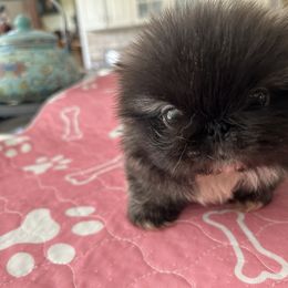 Boss Up - Gray sable male Pekingese puppy in Canton, Michigan from Sno-Peke