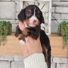 Rosalie - Chocolate female Cavapoo puppy in Dothan, Alabama from Farquharson's Poodles&Doodles