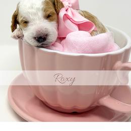Roxy - Parti female Goldendoodle puppy in State Road, North Carolina from Must Love Doodles