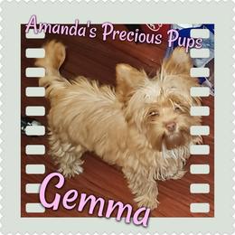 Gemma - Gold female Yorkshire Terrier puppy in Wartburg, Tennessee from Amanda's Precious Pups