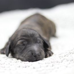 Dachshund Puppies from MNE Miniature Dachshunds