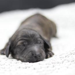 Dachshund Puppies from MNE Miniature Dachshunds