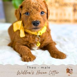 Theo - Red  male Goldendoodle puppy in Atlanta, Georgia from Teddy Puppies