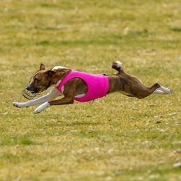 Basenjis from Zamaradi Basenjis