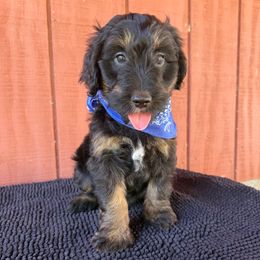 Slick - Black tri-color male Aussiedoodle puppy in Eastland, Texas from H5 Mini Doodles