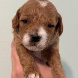 Girl 1 - Buff female Cockapoo puppy in Granger, Iowa from M&M Cockapoos of Iowa