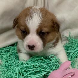 Ember - Red female Pembroke Welsh Corgi puppy in Magnolia, Texas from Wiggle Ranch Corgis