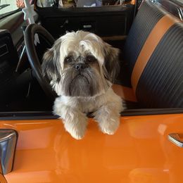 Buddy - Shih Tzu