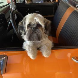 Buddy - Shih Tzu