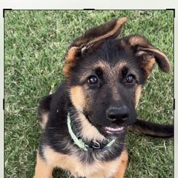 Twink and Sam - Green or Black Collar Girl - Black and red female German Shepherd puppy in Galt, California from At Redwood Runs