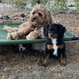 Cavalier King Charles Spaniel and Cavapoo Puppies from Larisa's Cavaliers