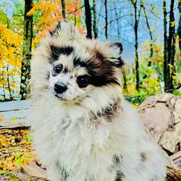 Pixel - Pomeranian