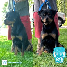 Simba - Rottweiler