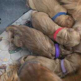 Purple collar - Dark golden male Golden Retriever puppy in Muncie, Indiana from Scarlett Creek Retrievers and Samoyeds