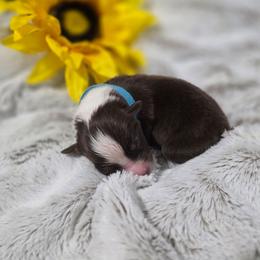 Blue collar - Red tri-color male Miniature American Shepherd puppy in Statesboro, Georgia from Azure Miniature American Shepherds