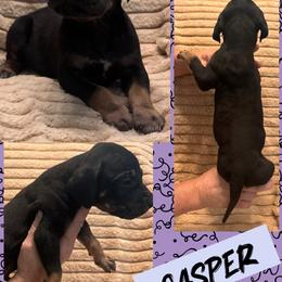 Casper - Black male Great Dane puppy in Wellsville, New York from Prophecy Danes