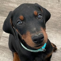Doberman Pinschers from Get a Grip Dobermans