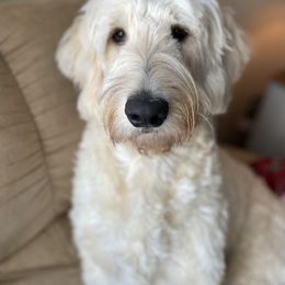 Goldendoodle Puppies from Old Home Place Doodles