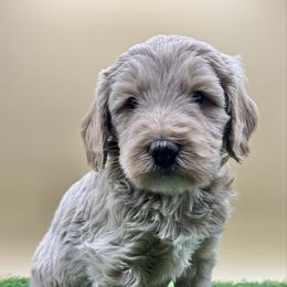 Champagne - Cream male Goldendoodle puppy in Hendersonville, North Carolina from Kim's Cove Dog Co.