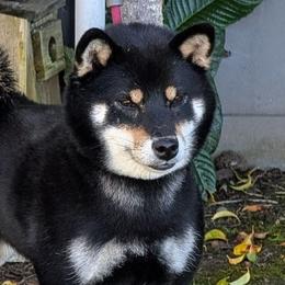 Luna - Shiba Inu