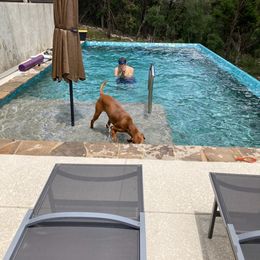 Vizsla Puppies from Virag Vizsla