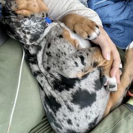 Catahoula Leopard Dog Puppies from Sheepcote Farm Catahoula’s