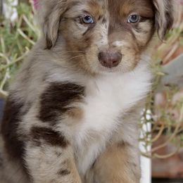 Australian Shepherds from Cut'n Loose
