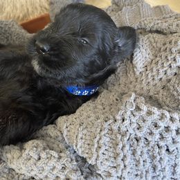 Giant Schnauzer Puppies from Schnauzer Ranch