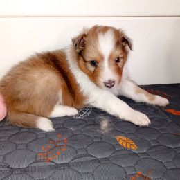Tempo - Sable merle and white male Shetland Sheepdog puppy in Aliquippa, Pennsylvania from Fancypants Shetland Sheepdogs