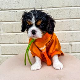 Mr Dobbs - Tri-color male Cavalier King Charles Spaniel puppy in Knoxville, Tennessee from Adventure Doodles Of East TN
