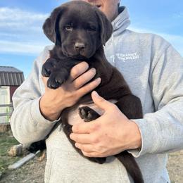Girl 2 - Chocolate female Labrador Retriever puppy in Helena Valley Northeast, Montana from SR Labrador Retrievers