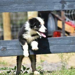 Coconut - Blue merle female Australian Shepherd puppy in Oak Hill, Florida from Swingin T Ranch LLC