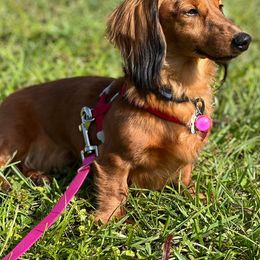 Dachshunds from Anastasia’s Royal Weenies