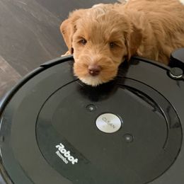 Australian Labradoodle Puppies from Integrity Labradoodles