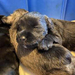 Miniature Schnauzer and Poodle Puppies from Bits & Bytes Farm