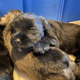Miniature Schnauzer and Poodle Puppies from Bits & Bytes Farm
