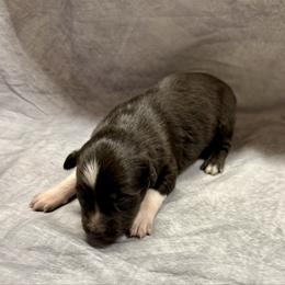 Mack - Black tri-color male Australian Shepherd puppy in Mount Vernon, Texas from RJ's Aussie Posse