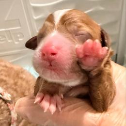 Boy 2 - Red  male Goldendoodle puppy in Knoxville, Tennessee from Graystone Doodles