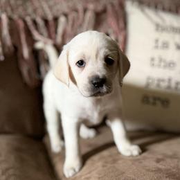Aspen - Yellow female Labrador Retriever puppy in Sweet Home, Oregon from Snowpeak English Labradors