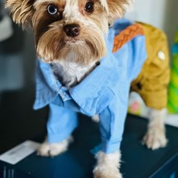 Kash - Yorkshire Terrier